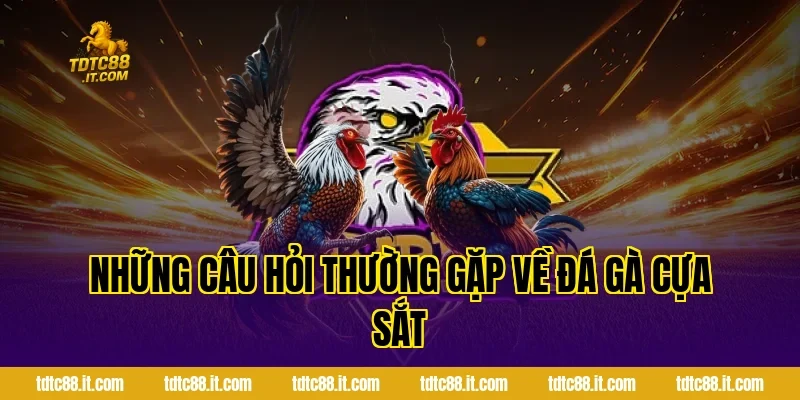 Những Câu Hỏi Thường Gặp Về Đá Gà Cựa Sắt